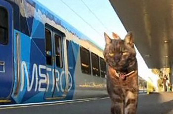 Cat walking near train