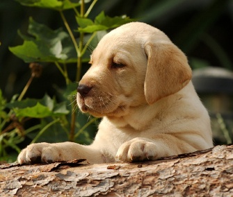 The Labrador Retriever topped the AKC's list of the most popular dog breeds for the 23rd straight year.