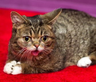 Lil Bub hangs out on the red carpet at the Tribeca Film Festival in New York.