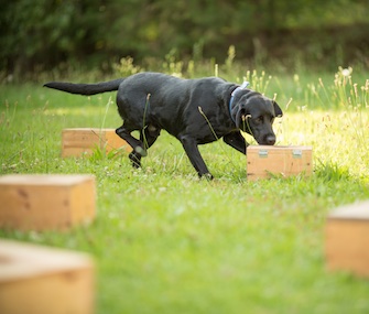 A detector dog works on scent training at Auburn University.