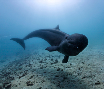 False Killer Whale