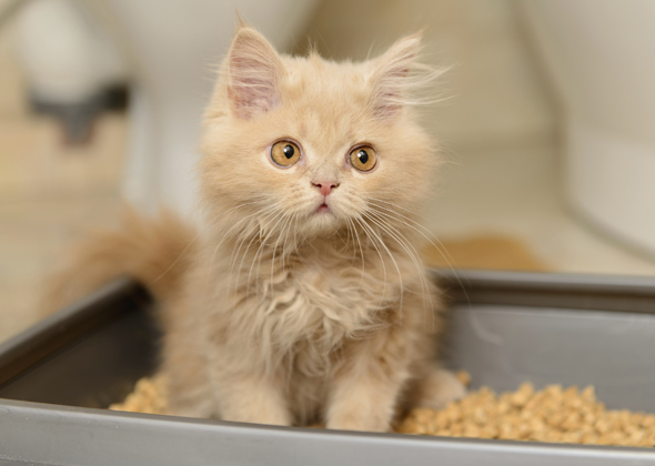 kitten potty training problems