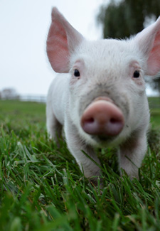 piglet outside on a field of grass