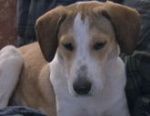 Daniel the Beagle