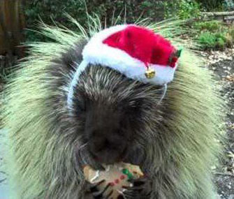 Teddy Bear, here eating a Christmas cookie, can be heard in 'The Hobbit.'