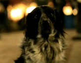 Shelby the Occupy Denver dog