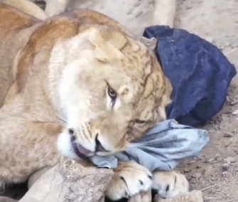 A lion was among the residents of a Japanese zoo to help create designer zoo jeans.