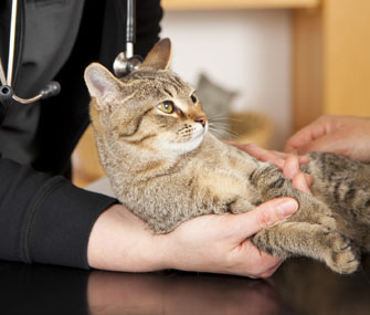 Cat at Vet
