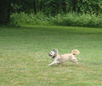 dog running