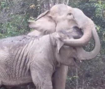 The sweet reunion between an elephant mom and daughter at a sanctuary in Thailand is captured on video.