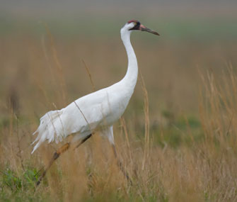 Whooping crane