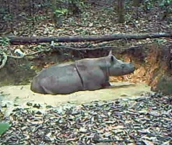 Camera traps caught this image of a rare Sumatran rhino wallowing in the mud on the Indonesian part of the island of Borneo.