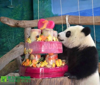 Panda cub Yuan Zian celebrates her first birthday at the Taipei Zoo.