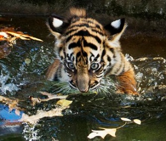 Sukacita, the female tiger cub, proves she can swim at the National Zoo.