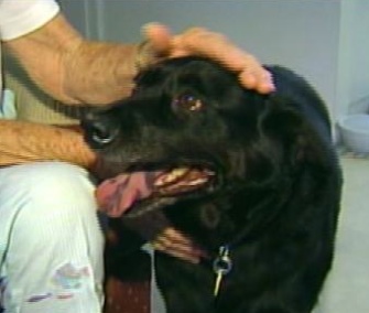 Chips is being hailed as a hero in his new Arizona neighborhood.