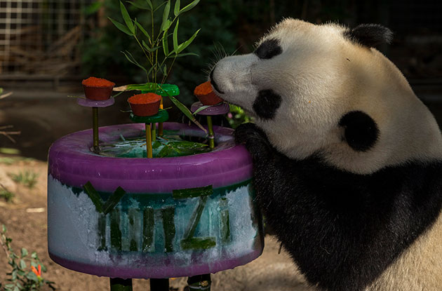 The San Diego Zoo's panda Yun Zi with his 3rd birthday cake.