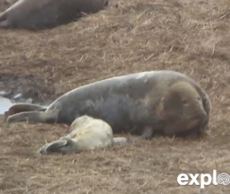 A gray seal lays next to her pup moments after giving birth at a Maine island sanctuary.