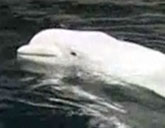 Beluga whale at Georgia Aquarium