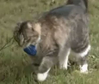 Cat running outdoors