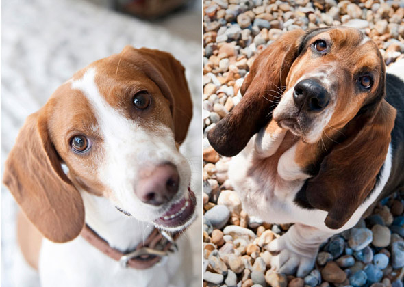 Quiz Test Your Dog Breed Trivia Knowledge 
