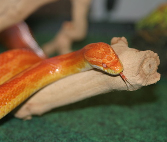 Lil the corn snake
