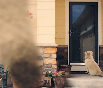 Adoptable dogs end up at the homes of prospective adopters in Barknado.