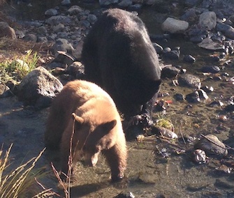 Twitter user TahoeMonika shared this photo of bears at South Lake Tahoe last week.