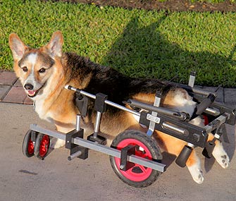 Corgi With Degenerative Myelopathy