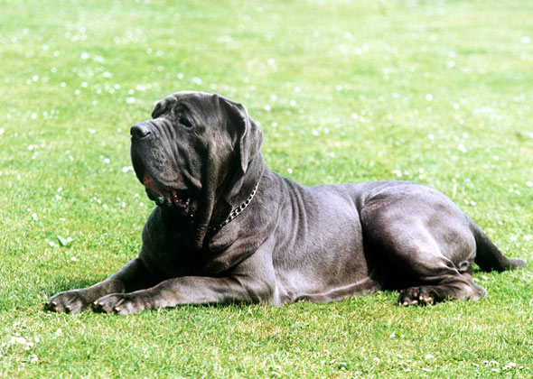 300 lb mastiff