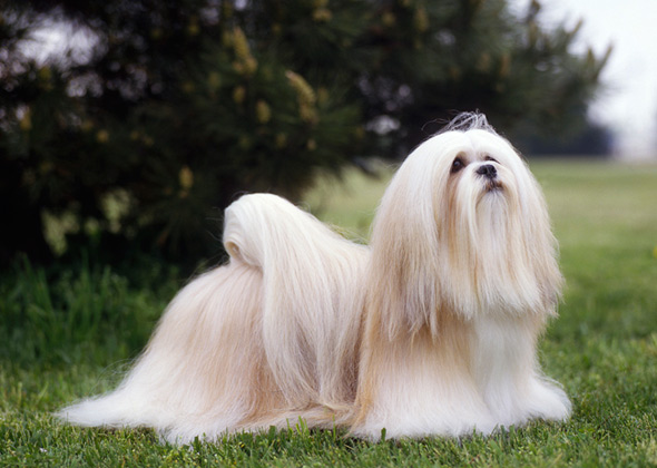 11 Low-Maintenance Dog Breeds That Are Easy to Groom