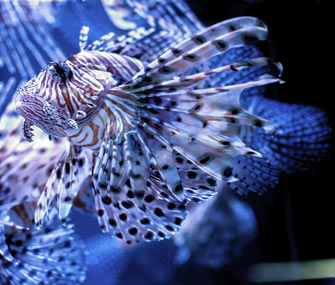 Lionfish