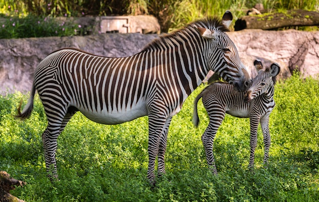 Grevy's Zebra born in Tampa