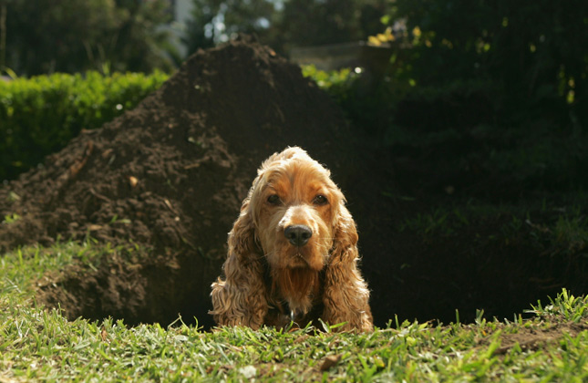 Dog sitting in huge hole he just dug