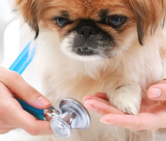 Little Dog Being Examined By Vet