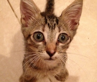 Eight-week-old Rapunzel was pulled from a 39-foot deep sewage pipe in Mexico.
