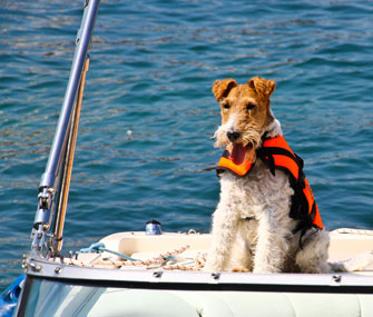 Terrier on a boat