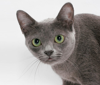 Korat cat breed