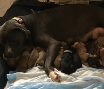 Molly and her 15 puppies are doing well.