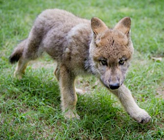 Boise, a Gray Wolf pup, has a new home in Virginia.