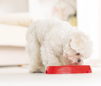 Dog eating from food bowl