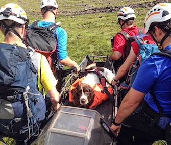 Woody the Spaniel was rescued on a stretcher after a 600-foot fall off a cliff in Wales.