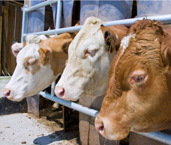 Factory cows