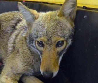 A young, female coyote was safely captured by the NYPD Saturday.