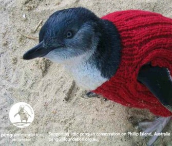 The Penguin Foundation is asking knitters around the world to make sweaters for its rescued penguins.