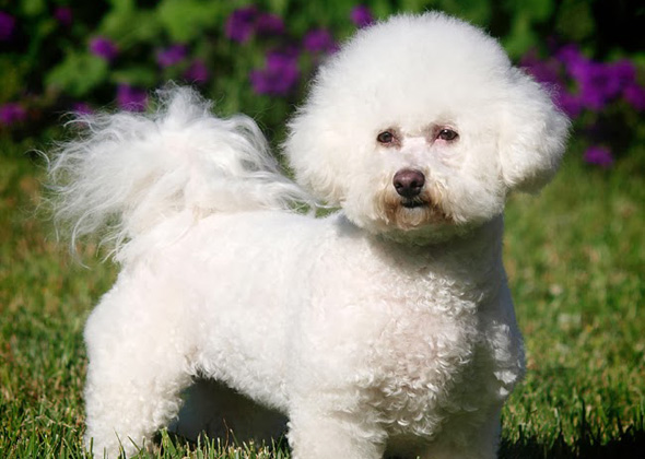 Best Indoor Lazy Dogs Best Indoor Lazy Dogs