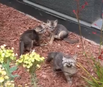 Facebook employees have been enchanted with a resident fox family.