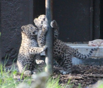 Two rare Amur leopard cubs were born last month at the Twycross Zoo in the U.K.
