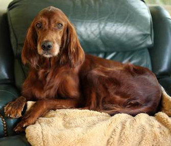 Rosie the Irish Setter