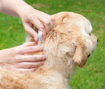 dog sensitive to flea treatment