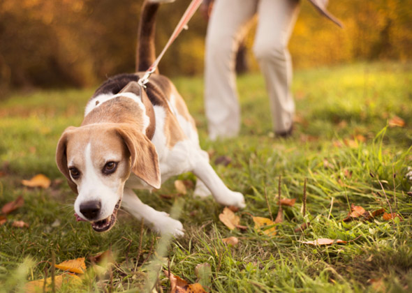 Hasil gambar untuk dog pulls on leash